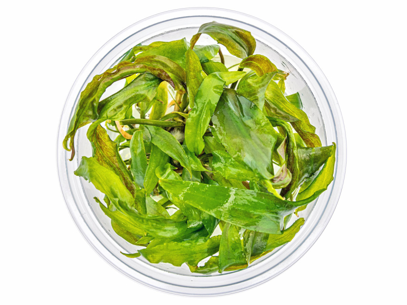 Preview: Usteris Wasserkelch - Cryptocoryne usteriana in vitro